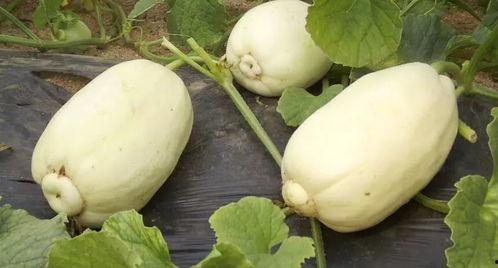 吃潍坊瓜,探寻地方特色美食之旅