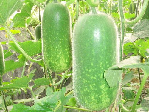 沂水三斤水吃瓜,揭秘节水新风尚