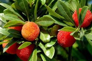 吃杨梅之后能吃瓜吗,杨梅与瓜果同食的饮食搭配指南