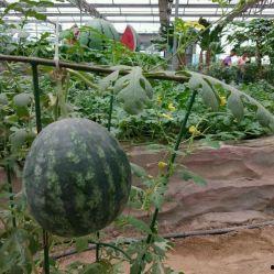 保定育才园吃瓜,揭秘校园吃瓜文化背后的故事