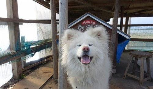 日本明星犬,闪耀舞台的忠诚伙伴