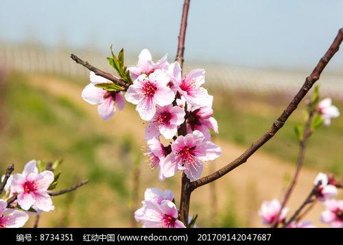 桃花绽放全集手机在线观看,手机在线观看，尽享浪漫时光