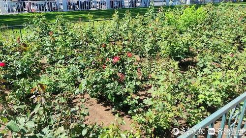 网红棒花,引领潮流的植物新宠