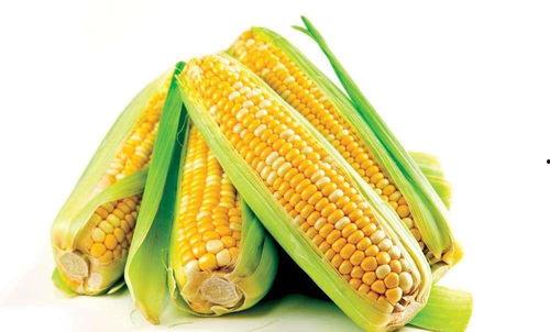 伤心的玉米吃瓜号,伤心玉米的瓜界奇遇