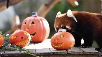 吃瓜的大狮子,吃瓜大狮子的趣味食光之旅