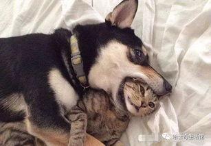 狗子的最新爆料是什么,揭秘娱乐圈惊人内幕