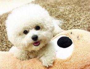 比熊可以吃甜梨瓜,甜梨瓜的诱惑